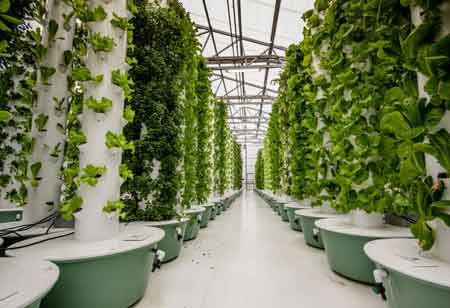 The Role of Indoor Farming Technology in Increasing Outcomes